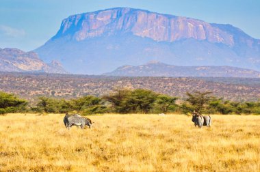 Nesli tükenmekte olan Grevy 'nin Zebraları sürüsü, Kenya' nın Samburu İlçesi 'ndeki Buffalo Springs Reserve' de uzakta beliren Ololokwe Dağı ile birlikte öğleden sonra güneşinde otluyor.