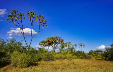 Parlak mavi gökyüzünün arka planındaki Doum palmiyeleri Kenya 'nın Samburu İlçesi' ndeki Buffalo Springs rezervindeki geniş Samburu arazisinin savanasını gösteriyor.