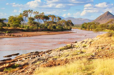 Samburu 'daki Ewaso Ngiro nehrinin güneşli manzarası. Kenya' nın Samburu İlçesi 'ndeki Buffalo Springs Reserve' de açık mavi bir günde kıyıda akıntılar var.