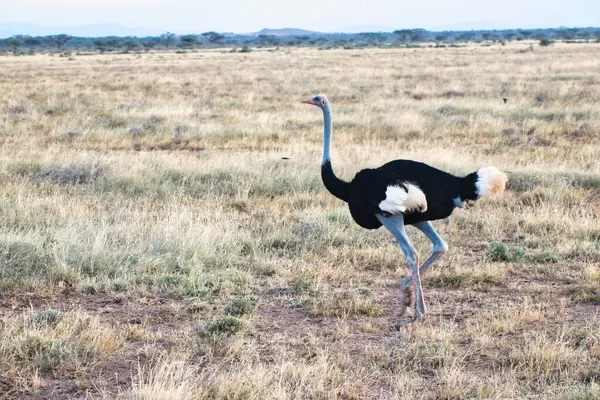 Macho Avestruz Somalí Peligro Extinción Nativo Del Norte Kenia Plena — Foto de Stock