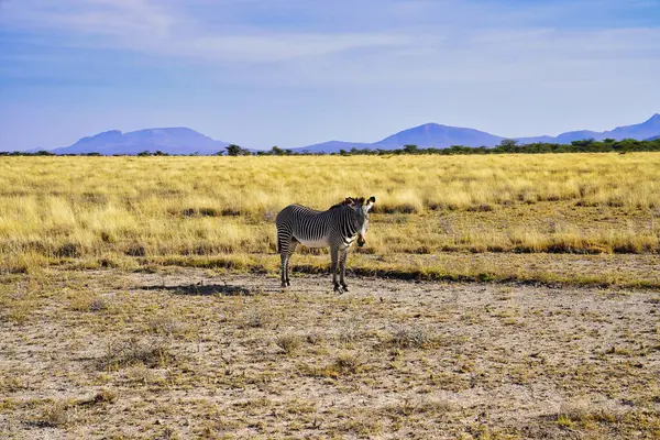 Nesli tükenmekte olan ve nadir bulunan Grevy 'nin Zebra' sı Kenya 'nın Samburu İlçesi' ndeki Buffalo Springs Reserve 'de kayan tepeleri olan kuru ovalarda ziyaretçiler düşünüyor.