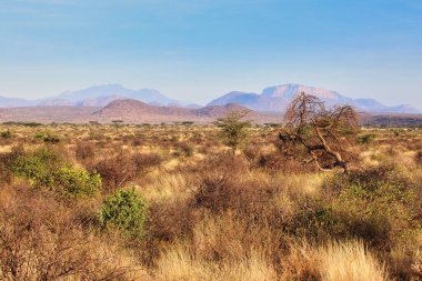 Samburu kabilesi için kutsal olan Ololokwe Dağı Kenya 'daki Buffalo Springs Reserve' deki panoramik manzarada görülen muazzam Samburu rezervlerine hakimdir.