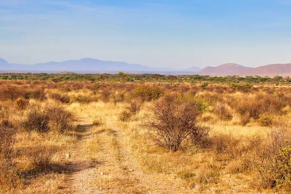 Samburu, Kenya 'nın Samburu İlçesi' ndeki Buffalo Springs Reserve 'deki bu muhteşem manzarada kayan tepelerle kaplı uçsuz bucaksız çim düzlükleriyle büyük bir gökyüzü ülkesi.