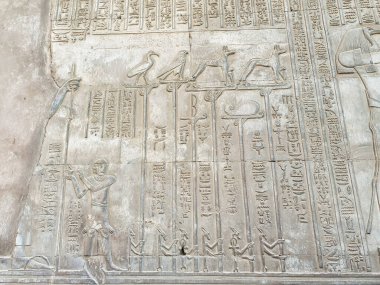 MÖ 2. yüzyılda Ptolemy firavunları tarafından Mısır yakınlarındaki Kom Ombo 'da inşa edilen Sobek ve Haroeris Tapınağı' nda dini bir ayinin amblemi olarak kutsal hayvanların duvar temizliği.