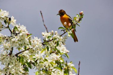 Baltimore 'lu dişi Oriole, ilkbahar zamanı güzel beyaz çiçekleri olan bir yaban elması dalına tünemiş, mayıs ortasında Kanada, Ontario, Ottawa' daki Dominion Botanik Bahçeleri 'nde.