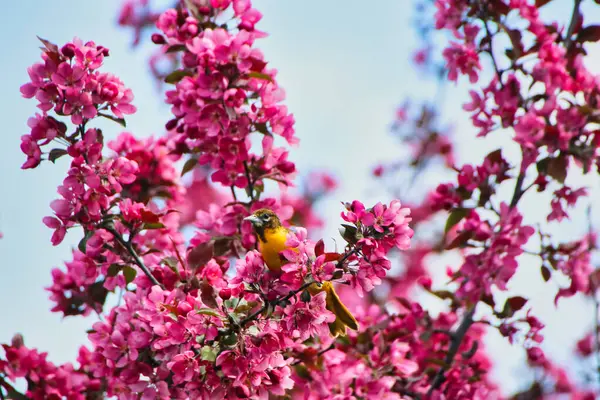 五月中旬 在加拿大安大略省渥太华的Dominion植物园 一只雌性的巴尔的摩猎户座栖息在一棵开着艳丽粉色花朵的螃蟹苹果树的枝头上 图库图片