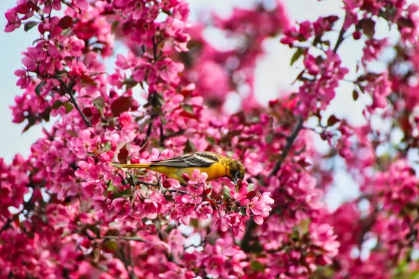 5月中旬 在加拿大安大略省渥太华的Dominion植物园 一只雌性巴尔的摩金盏花正在采食着春天里开着美丽粉红花朵的螃蟹苹果树的花蜜 图库图片