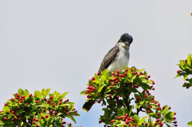 Doğu Kingbird, Kanada, Ontario, Ottawa 'daki Dominion Botanik Bahçeleri' nde bahar zamanı mor tomurcuklu bir yengeç ağacının dalına tünemişti.