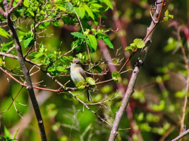 Warbling Vireo, Kanada, Ontario, Ottawa 'daki Dominion Botanik Bahçeleri' nde bahar zamanı şarkı söyleyen bir ağacın dalına tünedi.