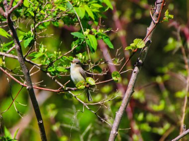 Warbling Vireo perched on the branch of a tree singing songs in spring time , mid-may at the Dominion Arboretum Gardens in Ottawa,Ontario,Canada clipart