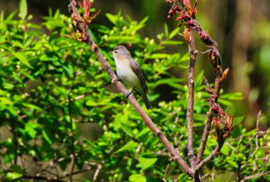 Warbling Vireo perched on the branch of a tree in spring time , mid-may at the Dominion Arboretum Gardens in Ottawa,Ontario,Canada clipart