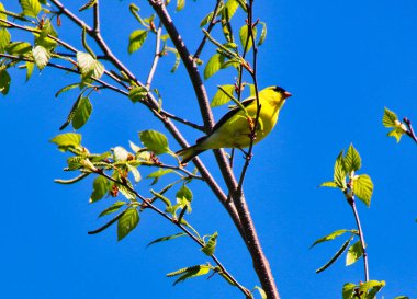 Amerikan ispinozu, ilkbahar zamanı bir ağacın dalına tünemiş, mayıs ortasında, Kanada, Ontario, Ottawa 'daki Dominion Botanik Bahçeleri' nde.