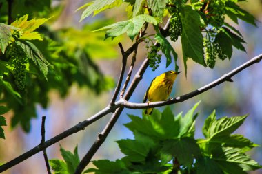 Sarı Warbler bahar zamanı bir ağacın dalına tünemiş ve Mayıs ortasında Kanada, Ontario, Ottawa 'daki Dominion Botanik Bahçeleri' nde şarkı söylüyordu.