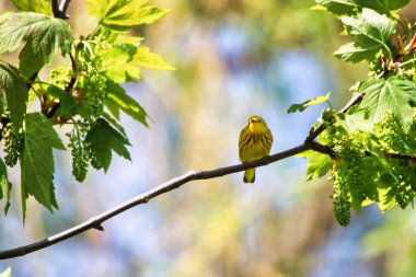 Sarı Warbler bahar zamanı bir ağacın dalına tünemiş ve Mayıs ortasında Kanada, Ontario, Ottawa 'daki Dominion Botanik Bahçeleri' nde şarkı söylüyordu.