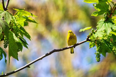 Sarı Warbler bahar zamanı bir ağacın dalına tünemiş ve Mayıs ortasında Kanada, Ontario, Ottawa 'daki Dominion Botanik Bahçeleri' nde şarkı söylüyordu.