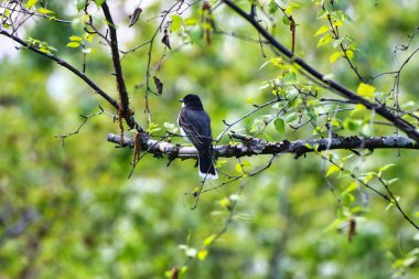 Doğu Kingbird, Kanada, Ontario, Ottawa 'daki Dominion Botanik Bahçeleri' nde bahar zamanı bir huş ağacının dalına tünedi.