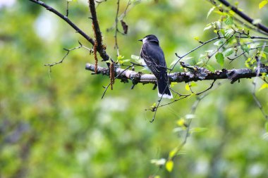 Doğu Kingbird, Kanada, Ontario, Ottawa 'daki Dominion Botanik Bahçeleri' nde bahar zamanı bir huş ağacının dalına tünedi.