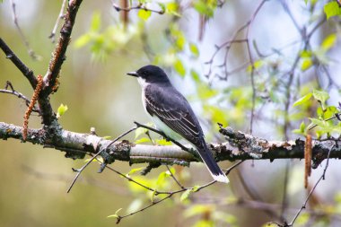 Doğu Kingbird, Kanada, Ontario, Ottawa 'daki Dominion Botanik Bahçeleri' nde bahar zamanı bir huş ağacının dalına tünedi.