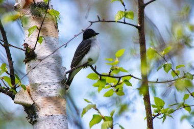 Doğu Kingbird, Ottawa, Ontario, Kanada 'daki Dominion Botanik Bahçeleri' nde bahar zamanı bir huş ağacının dalına tünedi.