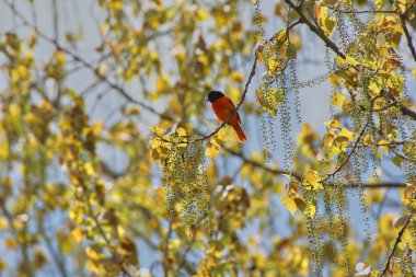 Erkek Baltimore Oriole, ilkbahar zamanı sarı yapraklı bir ağacın dalında mayıs ortasında Ottawa, Ontario, Kanada 'daki Dominion Botanik Bahçeleri' nde.