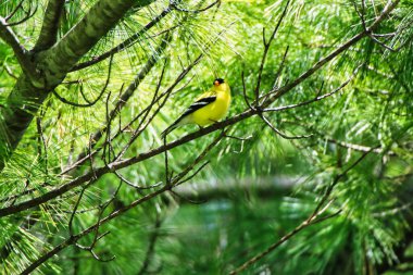 Amerikan ispinozu, ilkbahar zamanı bir çam ağacının gölgesinde bir dala tünedi. Mayıs ortasında, Kanada, Ontario, Ottawa 'daki Dominion Botanik Bahçeleri' nde.