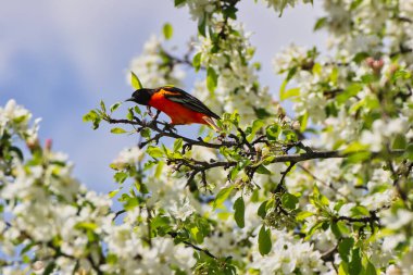 Bahar zamanı beyaz çiçekli bir yaban elması ağacının dalına tünemiş erkek Baltimore Oriole 'nin çarpıcı turuncu renkleri, Mayıs ortasında Kanada, Ontario, Ottawa' daki Dominion Botanik Bahçeleri 'nde.