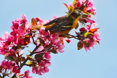 Baltimore Oriole 'un güzel bir manzarası var. Baharda parlak güneş ışığında koyu pembe elmalı çiçek açıyor. Mayıs ortasında Ottawa, Ontario, Kanada' daki Dominion Botanik Bahçeleri 'nde.