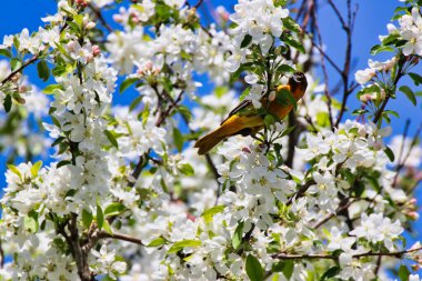 Beautiful image of a Female Baltimore Oriole feeding on the nectar of white crab apple blossom flowers in spring time,mid-may at the Dominion Arboretum Gardens in Ottawa,Ontario,Canada clipart