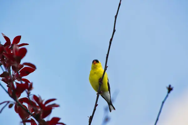 在加拿大安大略省渥太华的Dominion植物园 美国金翅雀在李树枝头歌唱 免版税图库照片