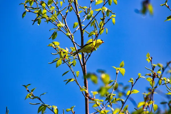 春天的时候 美国金翅雀栖息在加拿大安大略省渥太华的自治领植物园的树枝上 免版税图库图片