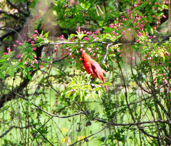 在加拿大安大略省渥太华的Dominion植物园 春天阳光灿烂的一天 一只红红的雄性红衣主教在一棵长着粉色芽的螃蟹苹果树枝头上 五月中旬 图库图片