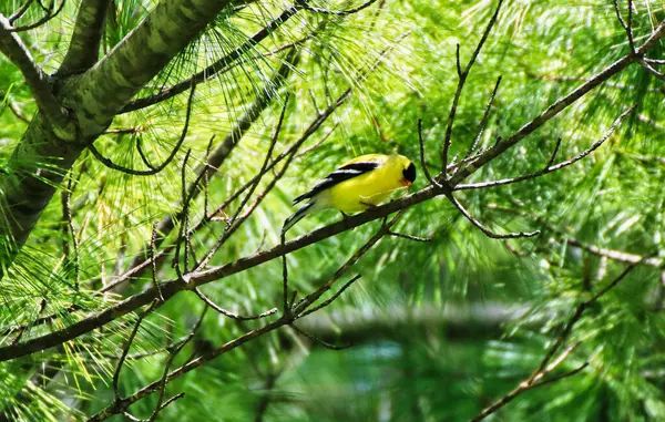 5月中旬 在加拿大安大略省渥太华的自治领植物园 一只美洲金翅雀嘴里衔着枝条 准备在春天的时候在松树树枝上筑巢 图库图片