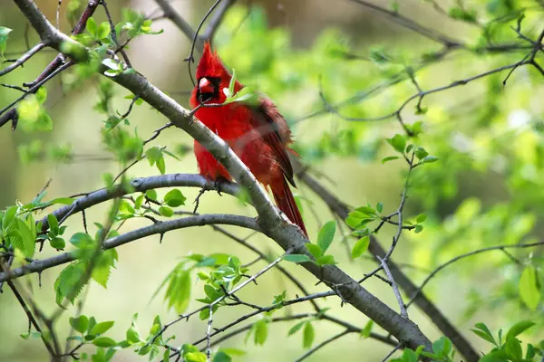在加拿大安大略省渥太华的自治领植物园 美丽的红色红衣主教栖息在绿叶的树枝上 五月中旬 免版税图库照片