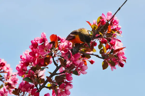 五月中旬 在加拿大安大略省渥太华的自治领植物园 一只雌性巴尔的摩金盏花在春天开着深红色的螃蟹苹果花 这幅动人的照片让人印象深刻 图库图片