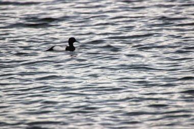 Büyük bir Scaup 'un silueti öğleden sonra geç saatlerde sakin sularda gün ışığıyla Dows Gölü' nün ortasında, Ottawa, Ontario, Kanada