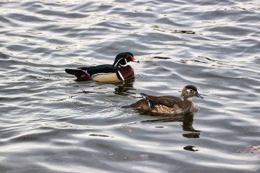 Bir çift erkek ve dişi orman ördekleri, bahar mevsiminde sakin sularda sakince kürek çekiyorlar, Mayıs ortasında, Dows Gölü, Ottawa, Ontario, Kanada