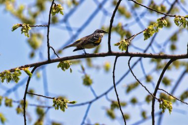 Sarı popolu Warbler, aynı zamanda Myrtle Warbler olarak da bilinir, baharda bir ağacın dalına tünemiş, mayıs ortasında Ottawa, Ontario, Kanada 'daki Dominion Botanik Bahçeleri' nde.