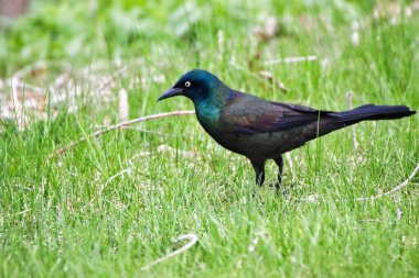 Grackle, ilkbaharın başlarında, Kanada 'nın Ontario kentindeki Ottawa, Ontario' daki Dominion Botanik Bahçeleri 'nde yemyeşil çimlerde böcek arıyor.