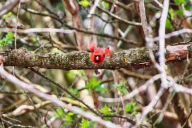 Erkek bir Kardinal uçuyor, bir ağacın dalından havalanıyor ve Mayıs ayı ortasında Kanada, Ontario, Ottawa 'daki Dominion Botanik Bahçeleri' nde tam bir uçuşta yakalanıyor.