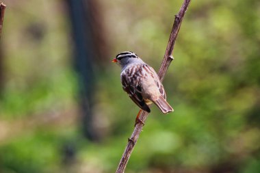 White crowned Sparrow perched on the branch of a tree in spring time,mid-may at the Fletcher Wildlife Garden within the Dominion Arboretum Gardens,Ottawa,Ontario,Canada clipart