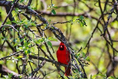 Parlak Kızıl Erkek Kardinal, baharda yeşil yapraklı bir ağacın dalına tünemiş. Mayıs ortasında Kanada, Ontario, Ottawa 'daki Dominion Botanik Bahçeleri' nde.