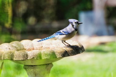 Blue Jay is brightly lit up in the afternoon sun while perched on a bird bath in spring time,mid-may at the Fletcher Wildlife Garden within the Dominion Arboretum Gardens,Ottawa,Ontario,Canada clipart