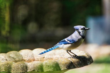 Mavi Jay, bahar zamanı bir kuş banyosuna tünediği sırada öğleden sonra güneşinde ışıl ışıl parlıyor. Mayıs ortasında, Dominion Botanik Bahçeleri 'ndeki Fletcher Vahşi Yaşam Bahçesi' nde, Ottawa, Ontario, Kanada