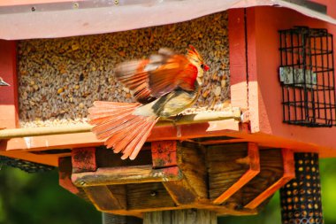 Güzel Kuzey Kardinal, bahar zamanı bir kuş yemliğinden havalanmak için kanatlarını açar. Mayısın ortasında, Dominion Botanik Bahçeleri 'ndeki Fletcher Vahşi Yaşam Bahçesi' nde, Ottawa, Ontario, Kanada