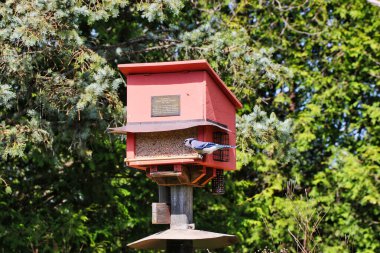 Mavi Jay, baharın güneşli bir gününde kuşları besliyor. Mayısın ortasında Dominion Botanik Bahçeleri, Ottawa, Ontario, Kanada 'daki Fletcher Vahşi Yaşam Bahçesi' nde.