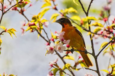 Bahar zamanı narin kiraz çiçekleriyle beslenen Baltimore Oriole kadınının güzel manzarası, Mayıs ortasında Ottawa, Ontario, Kanada 'daki Dominion Botanik Bahçeleri' nde.