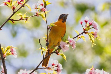Baltimore 'lu dişi Oriole kuşunun güzel sarı gölgesi ilkbaharda Ottawa, Ontario, Kanada' daki Dominion Botanik Bahçeleri 'nde bir kiraz ağacına tünemişti.