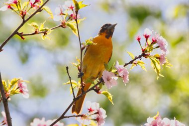 Beautiful view of the deep yellow shade of the Female Baltimore Oriole bird perched on a Cherrry tree with delicate pink flowers in spring at the Dominion Arboretum Gardens in Ottawa,Ontario,Canada clipart