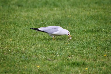 Ring billed Gull is busy eating a minnow fish caught in the waters of the Dows Lake in spring time, mid-may at the Dominion Arboretum Gardens in Ottawa,Ontario,Canada clipart