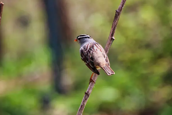 stock image White crowned Sparrow perched on the branch of a tree in spring time,mid-may at the Fletcher Wildlife Garden within the Dominion Arboretum Gardens,Ottawa,Ontario,Canada
